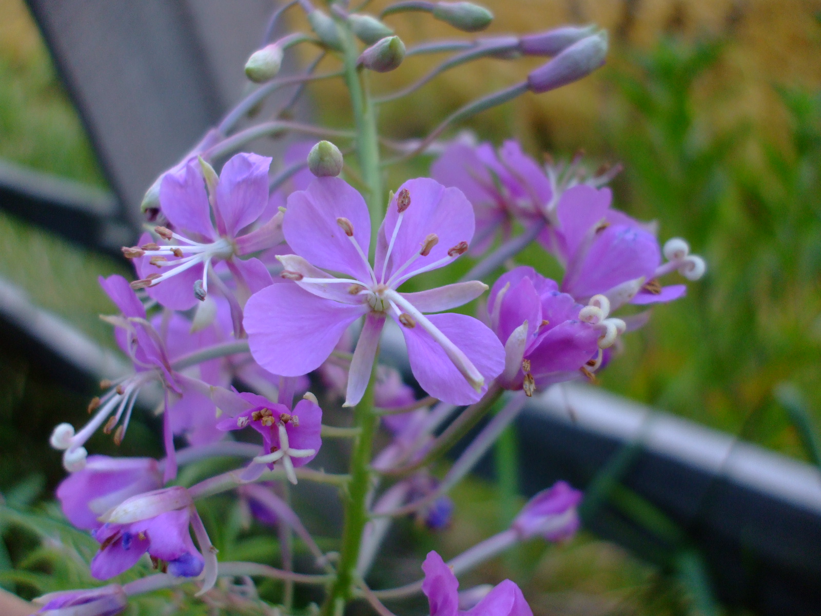 Epilobium angustifolium